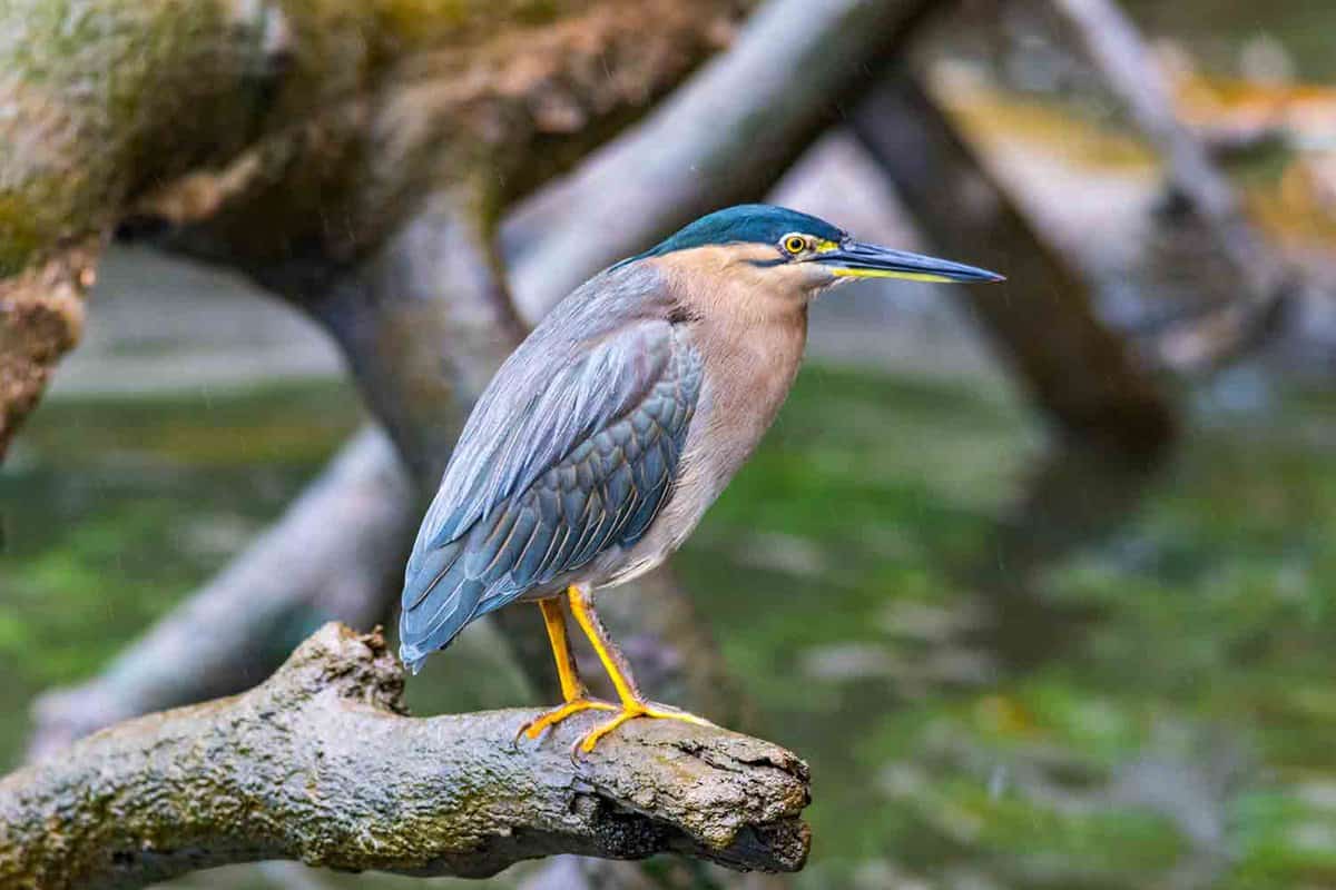Close up of a night heron in the Daintree River