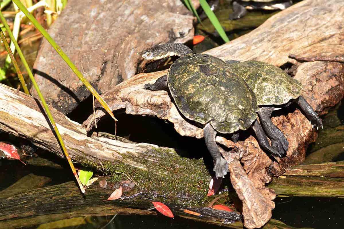 Terrapins lying in the banks of the Daintree River