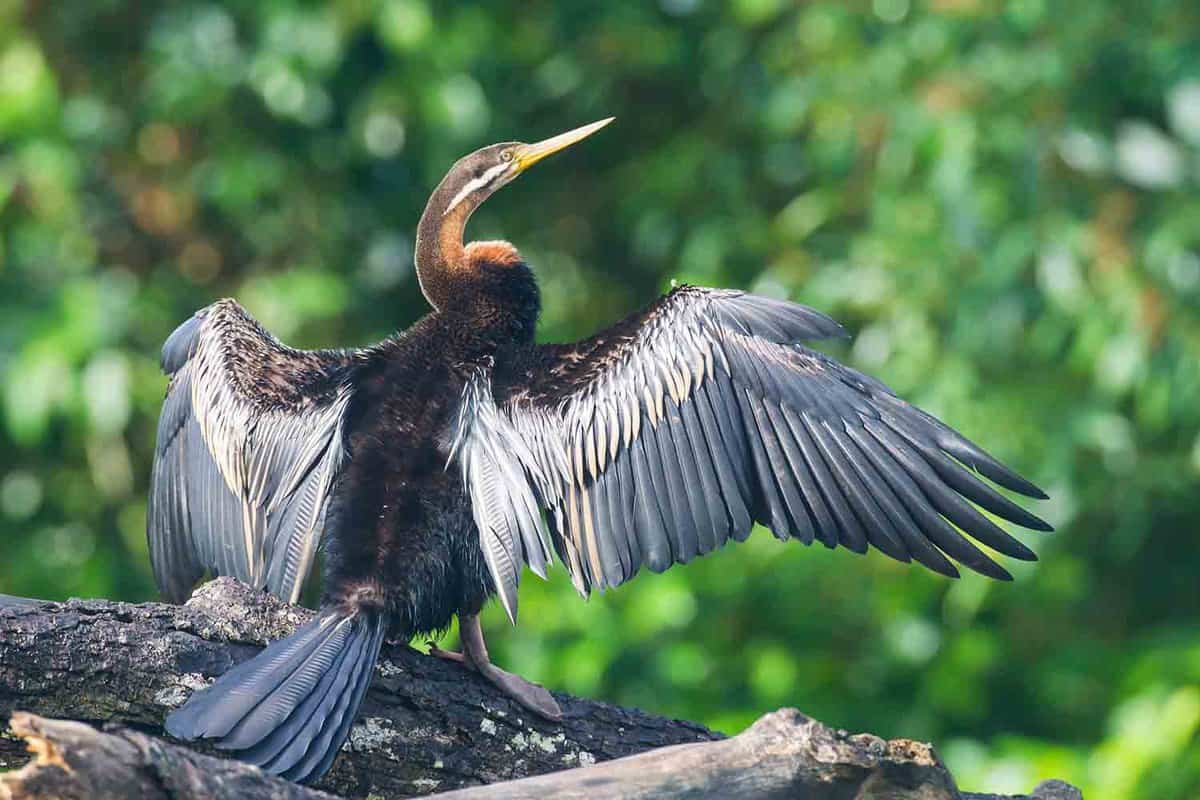 A large cormorant spreading its wings to dry