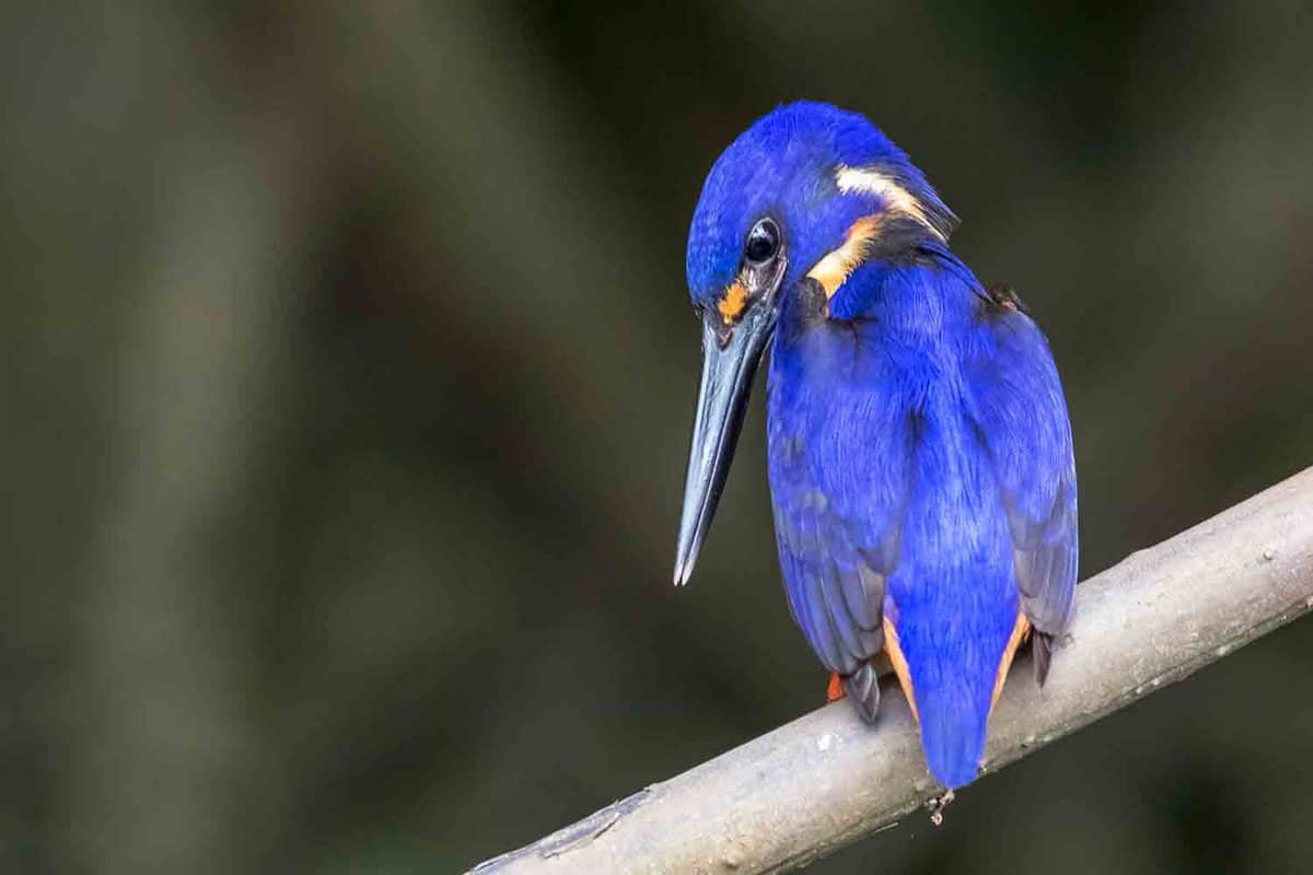 Close up of a bright blue kingfisher