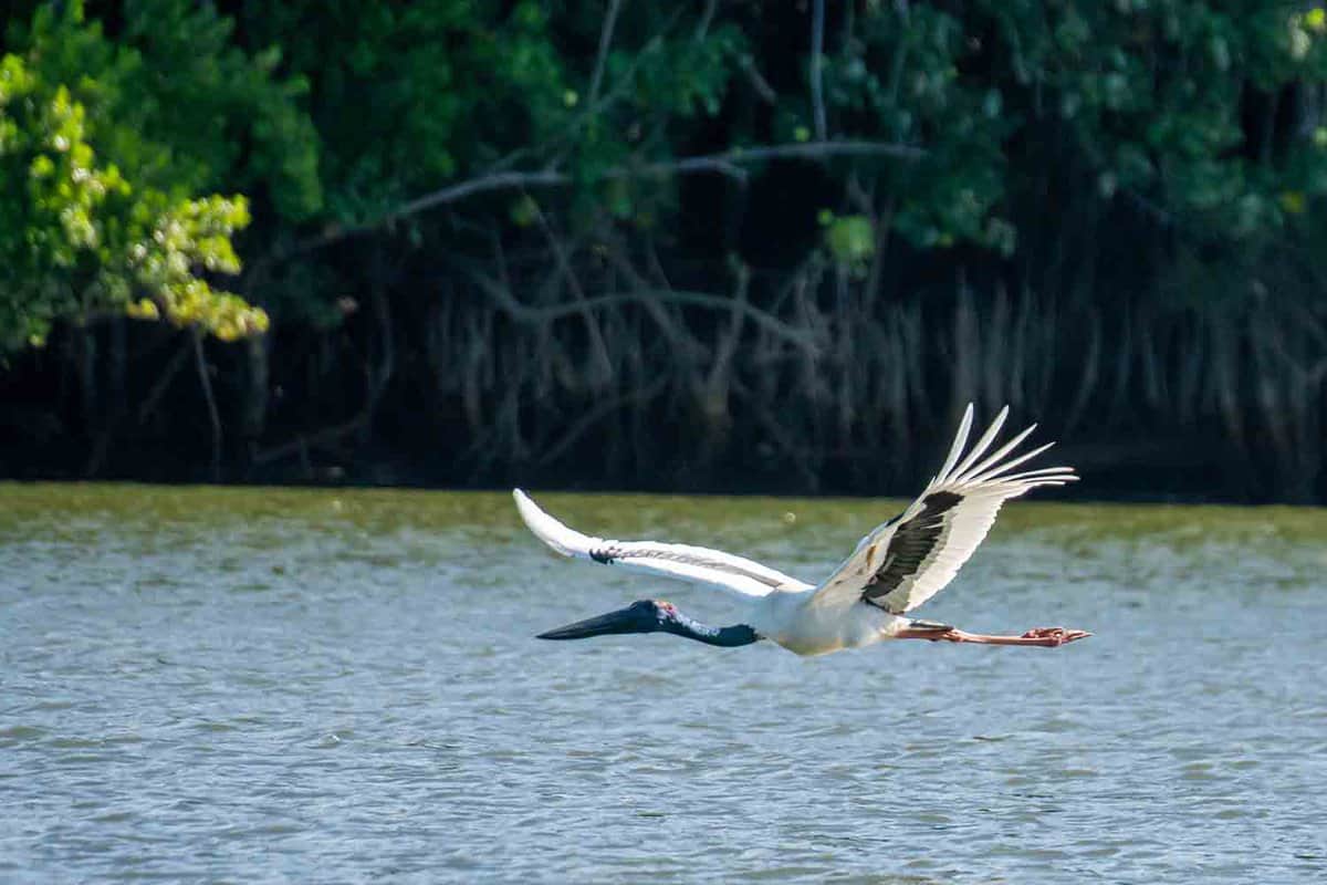 A giant heron flying low over the Daintree River