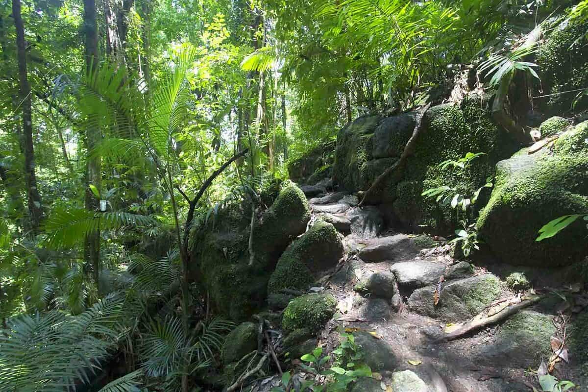 Rainforest path in Mossman Gorge