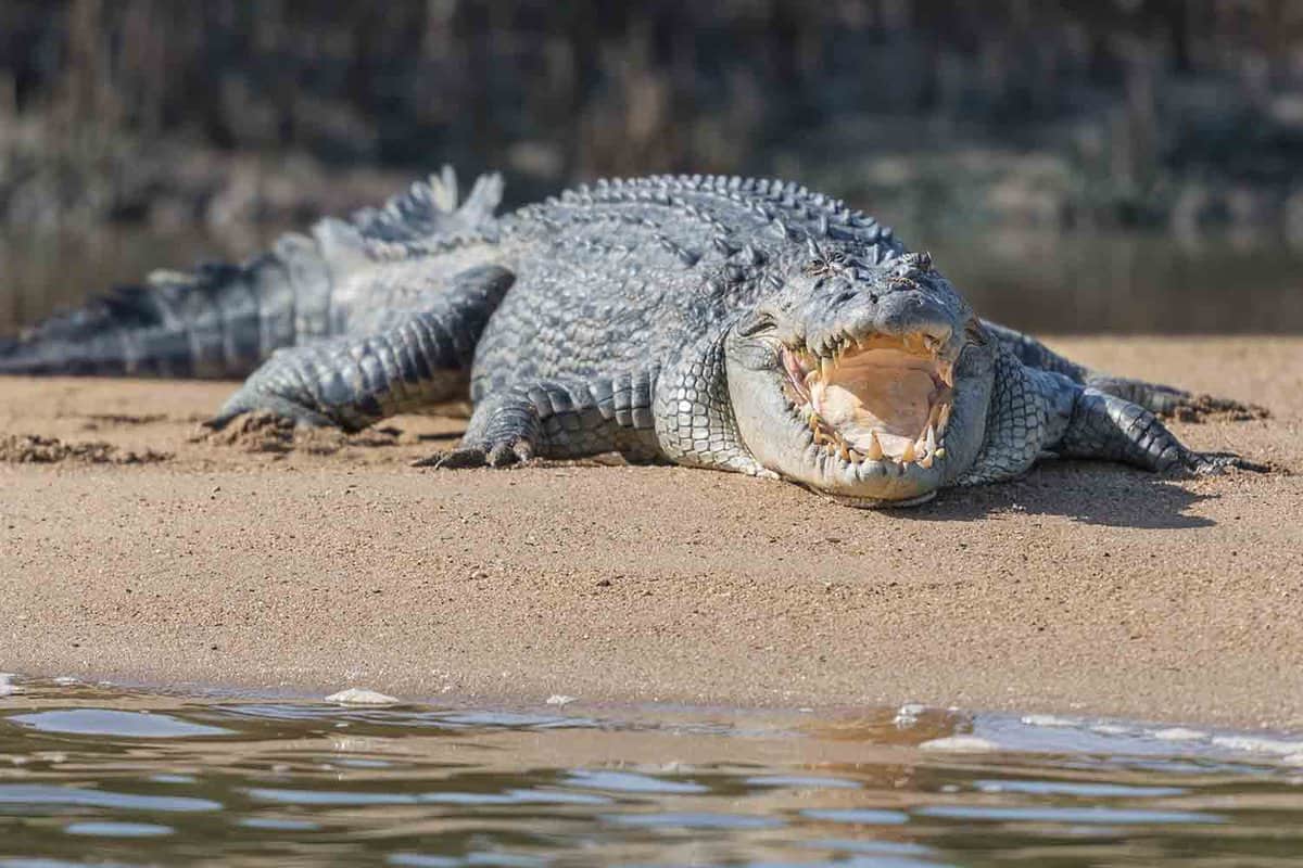 Close up of a large saltwater crocodile sun baking on the river bank