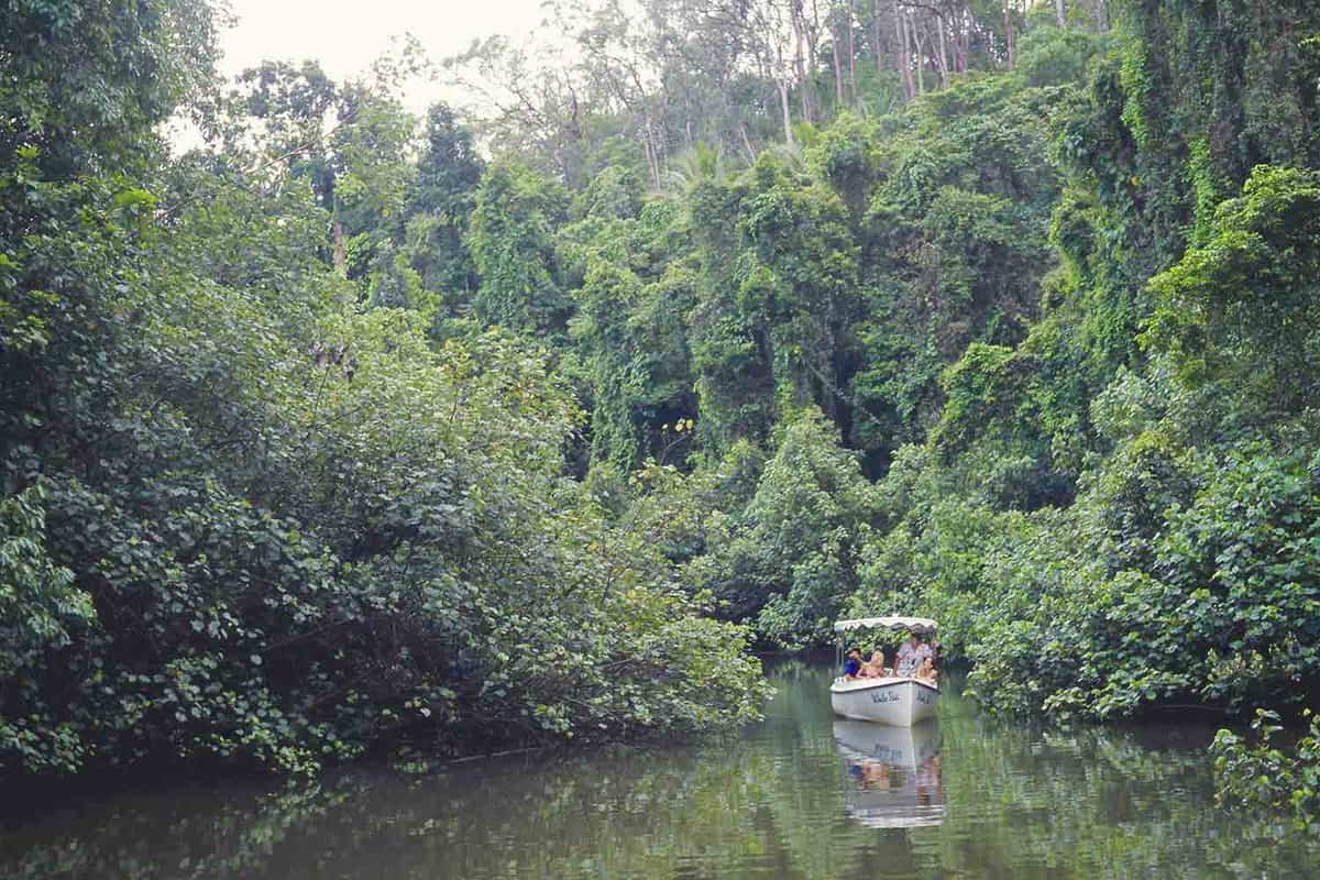 Small boat cruising down the Daintree River