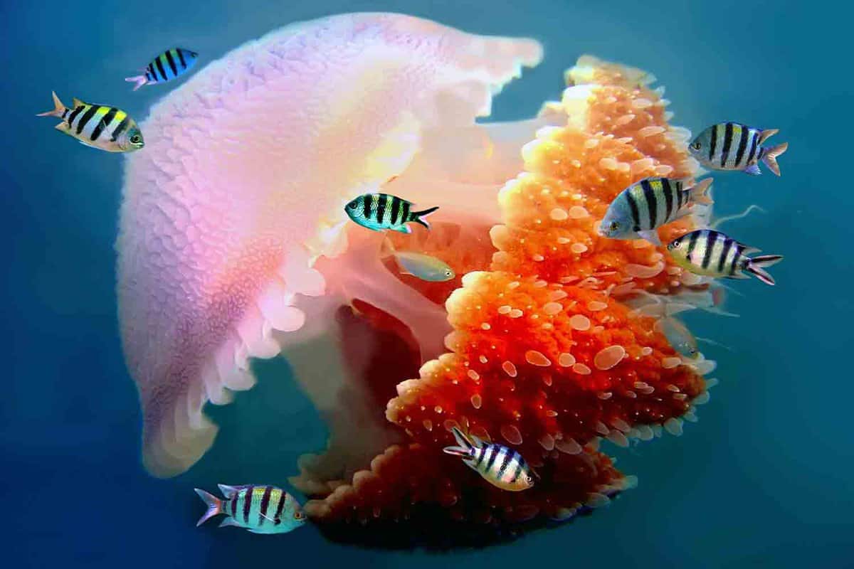 giant jellyfish swimming with tentacles following underwater