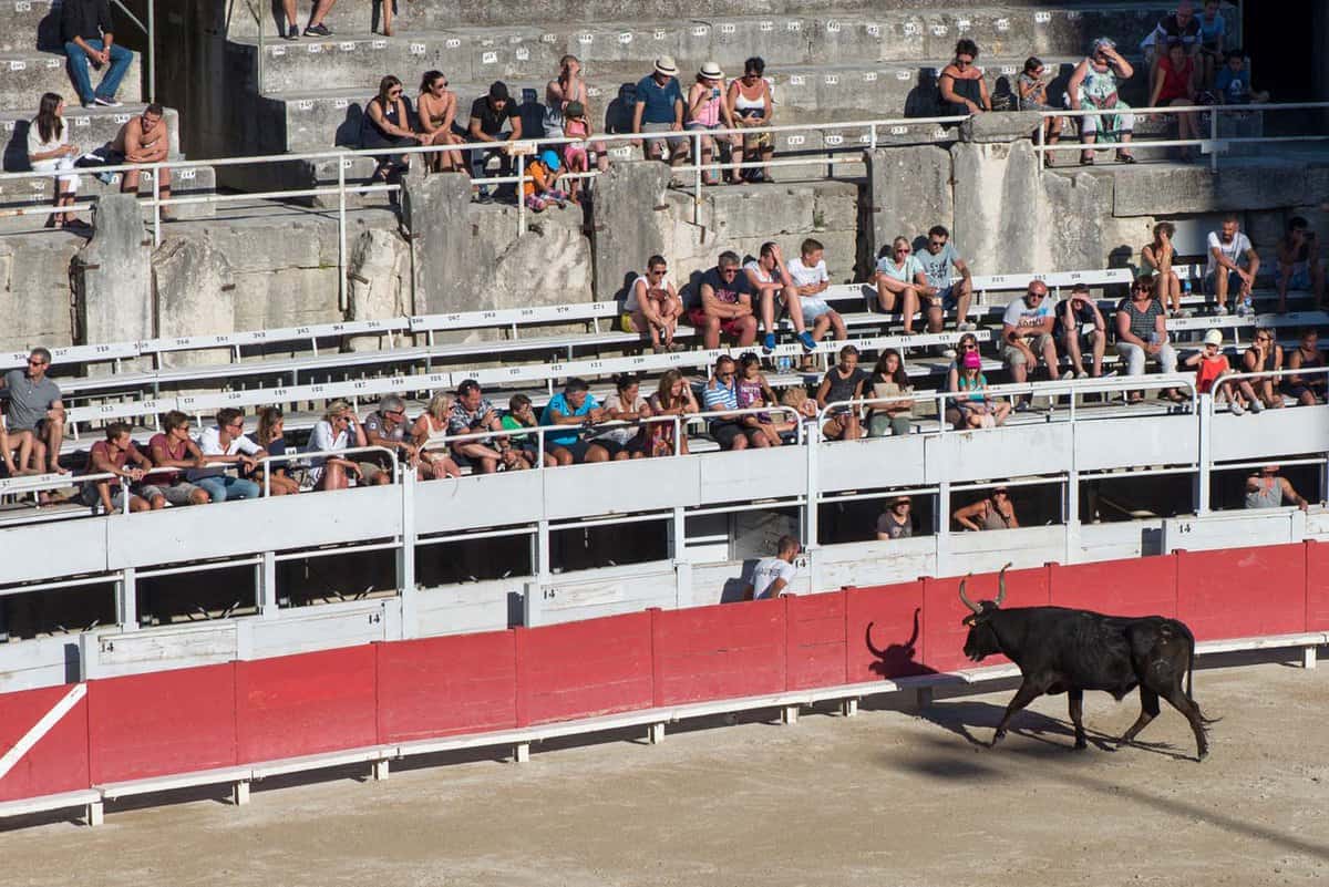 A crowd sits in the ampitheatre as a bull runs in the ring