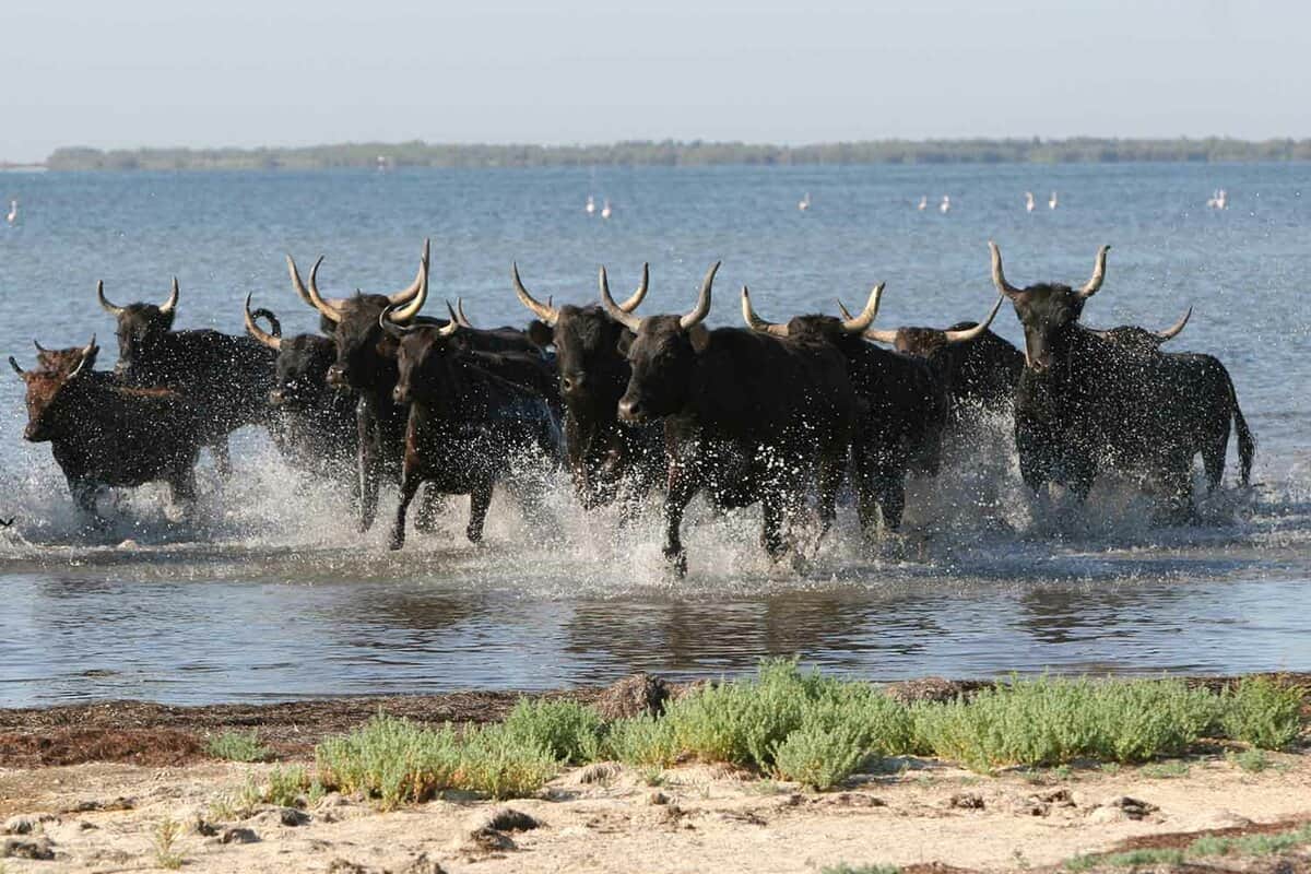Black bulls in a group running through shallow water towards land