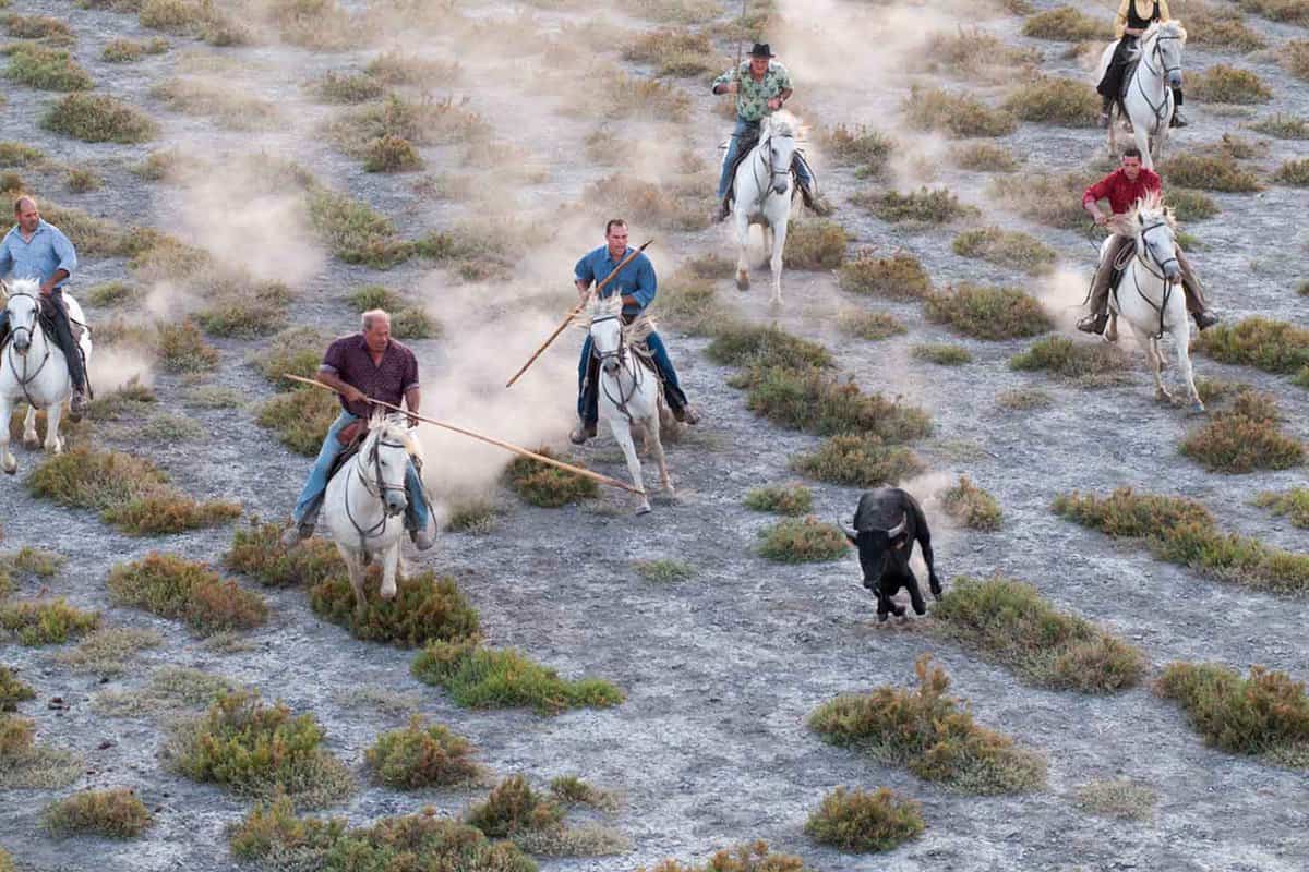A group of men on white horses corral a back bull