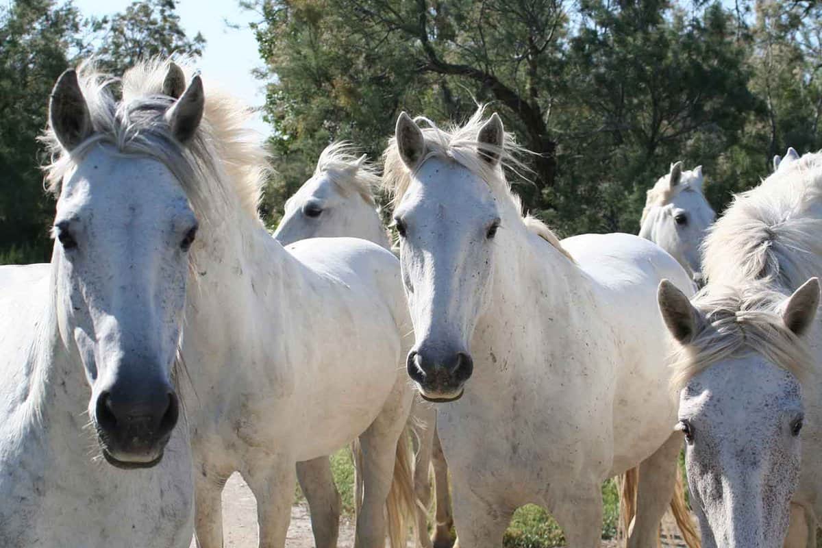 A close up view of running white horses