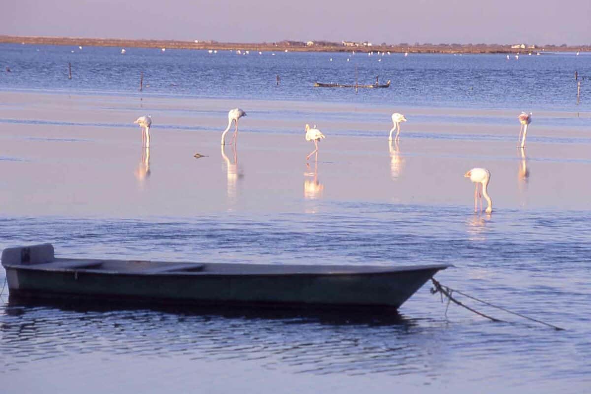 A flock of pink flamingos standing in water, with a shallow boat in the foreground