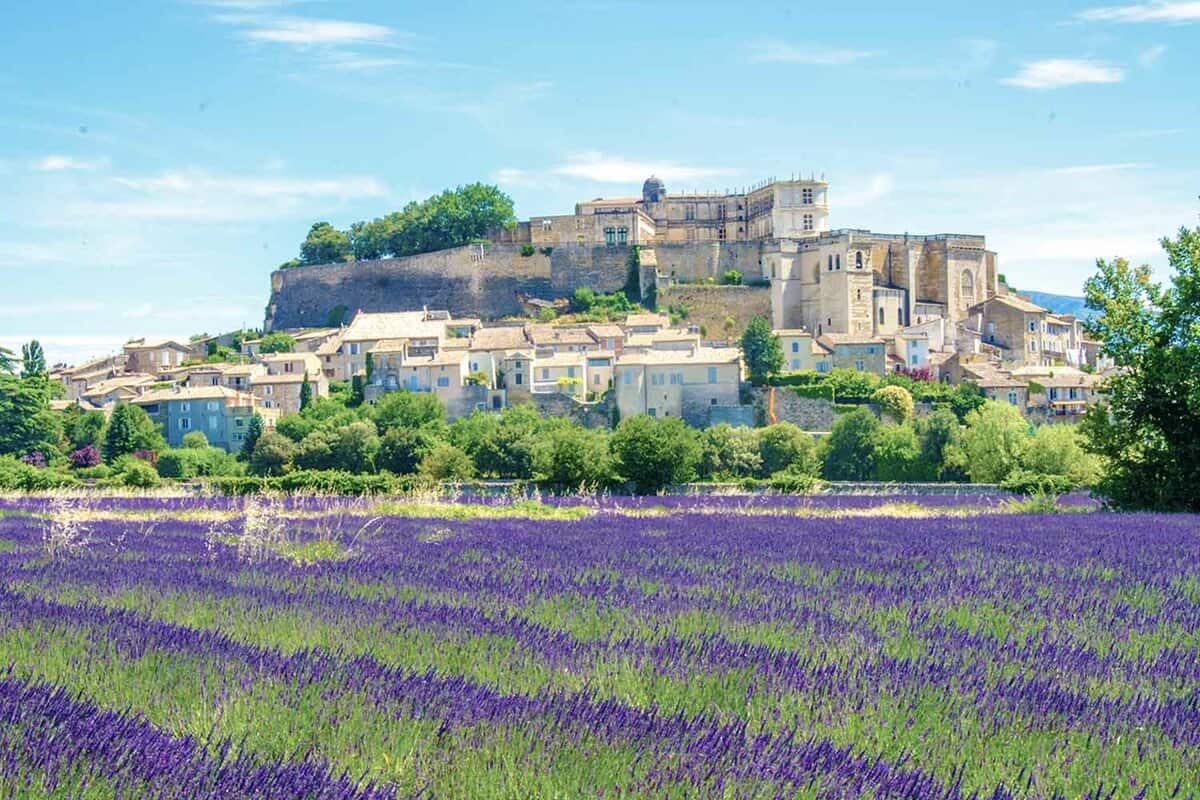 Lavender fields with buildings behind them