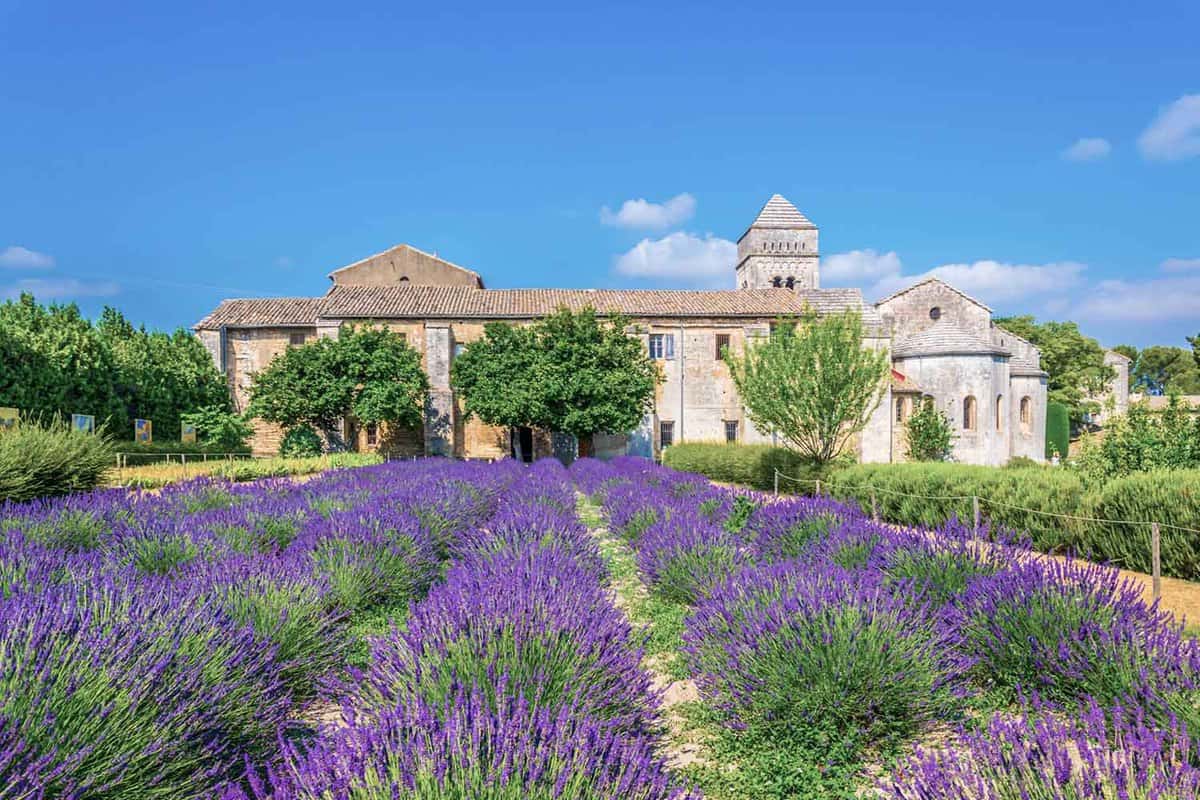 A lavender field in the monastery of Saint Paul de Mausole in France