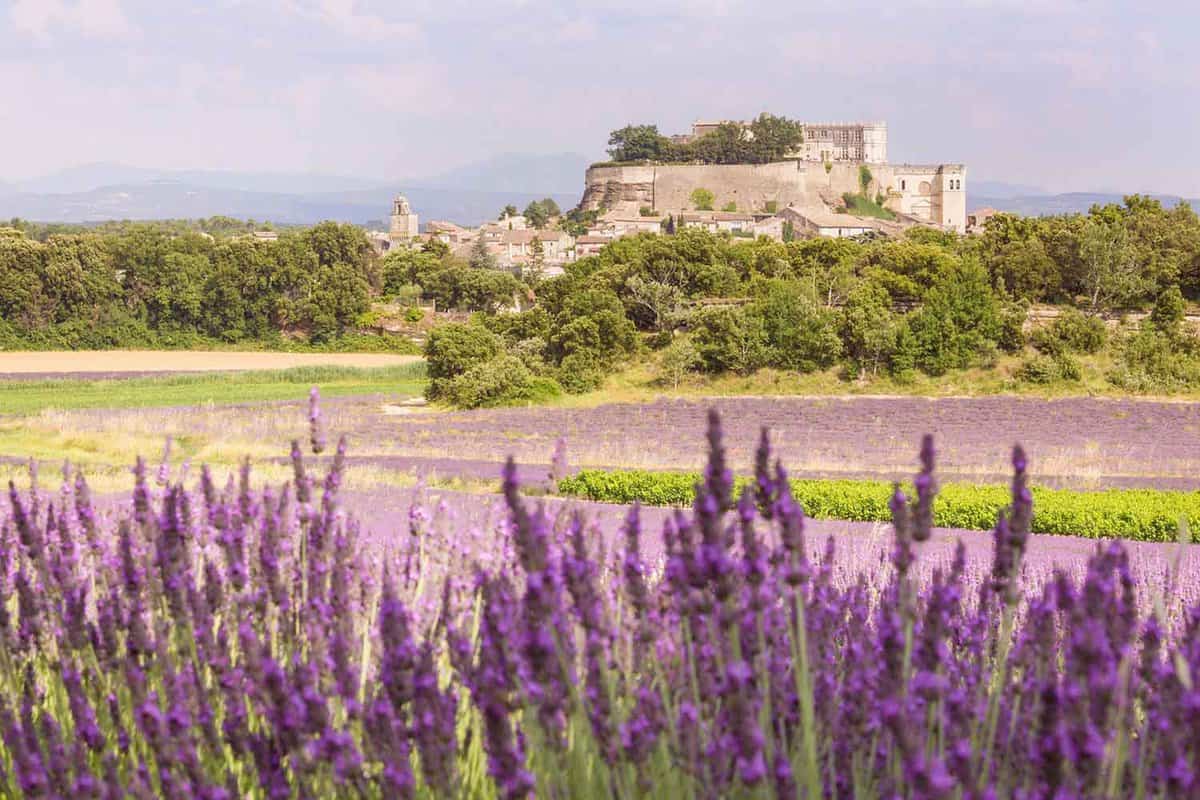 View over lavender fields with a small village behind