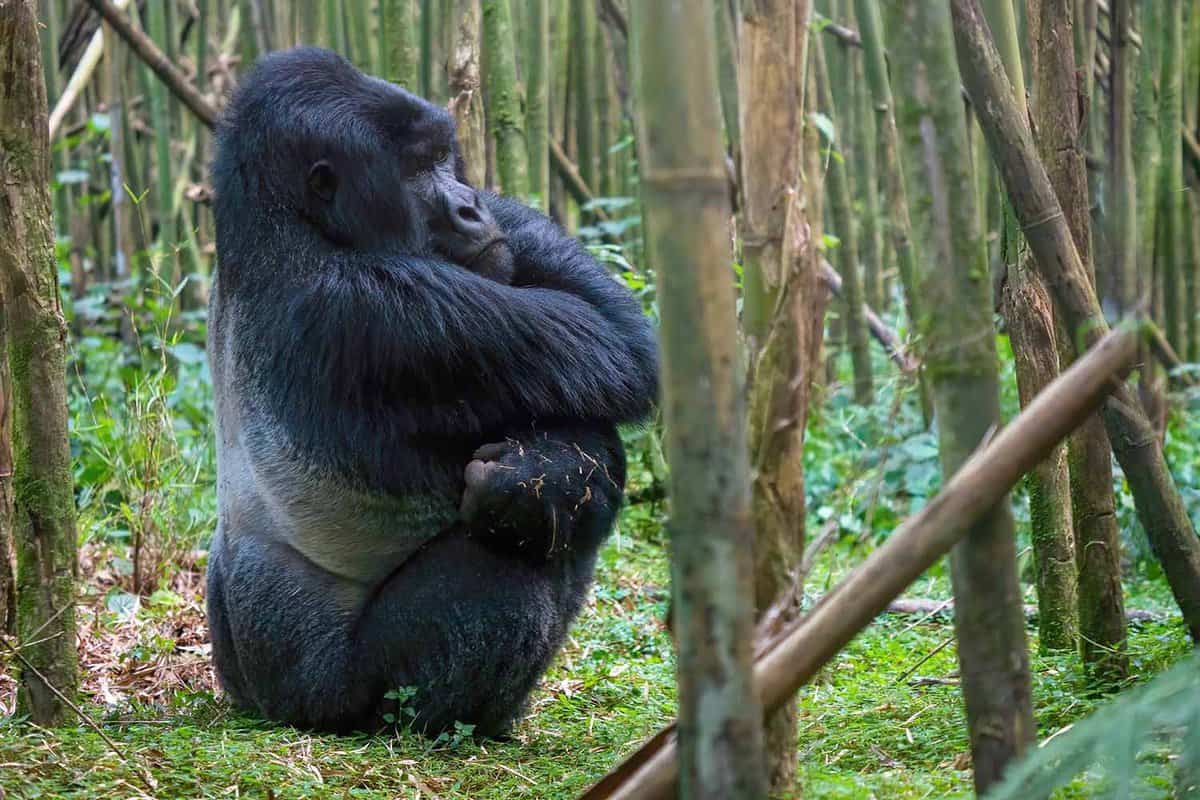 Close up of a large male silverback, crossing his arms