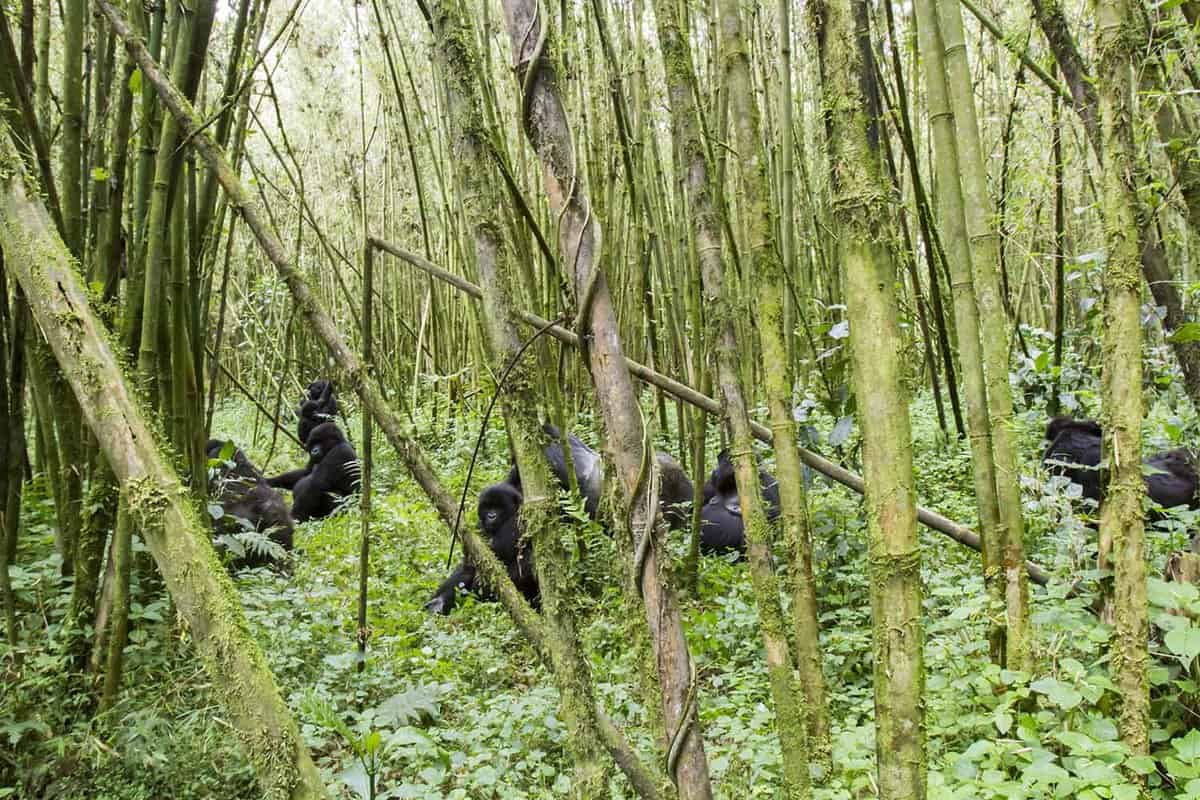 family of gorillas amid the trees