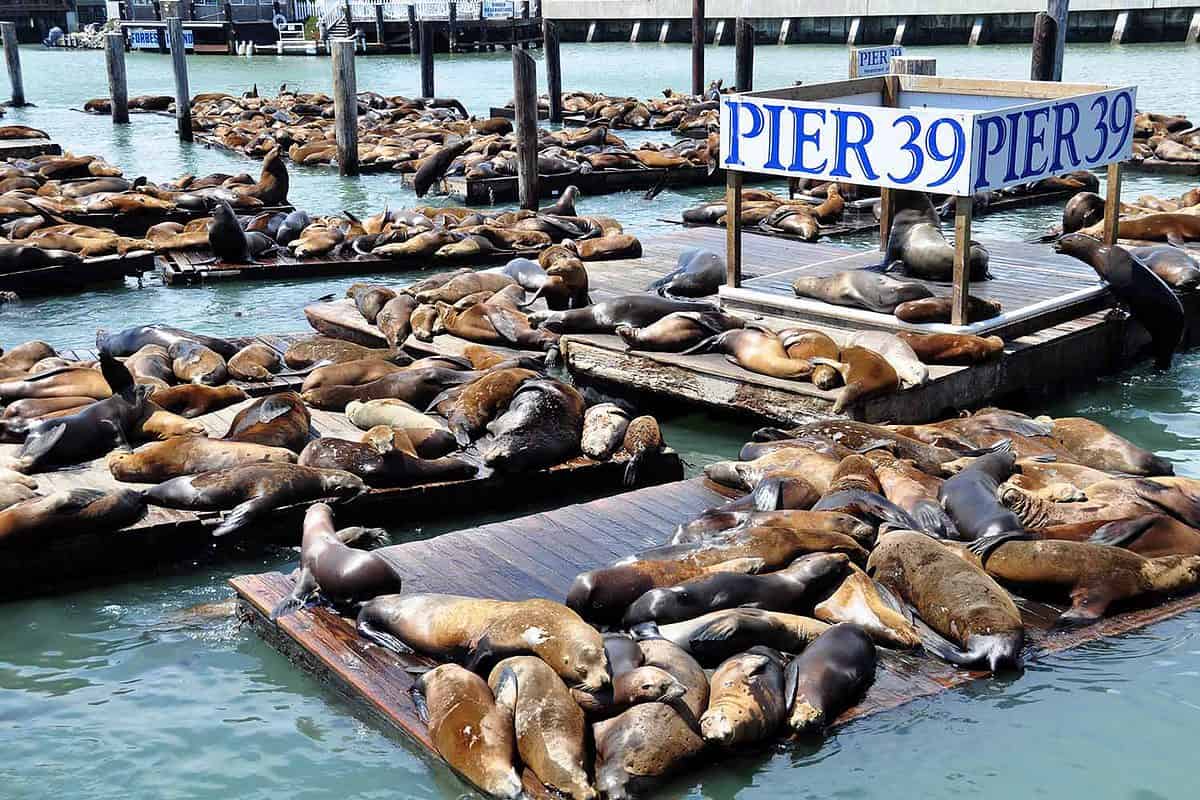 Sealions resting on pier 39 at pier 39 and Fisherman's Wharf