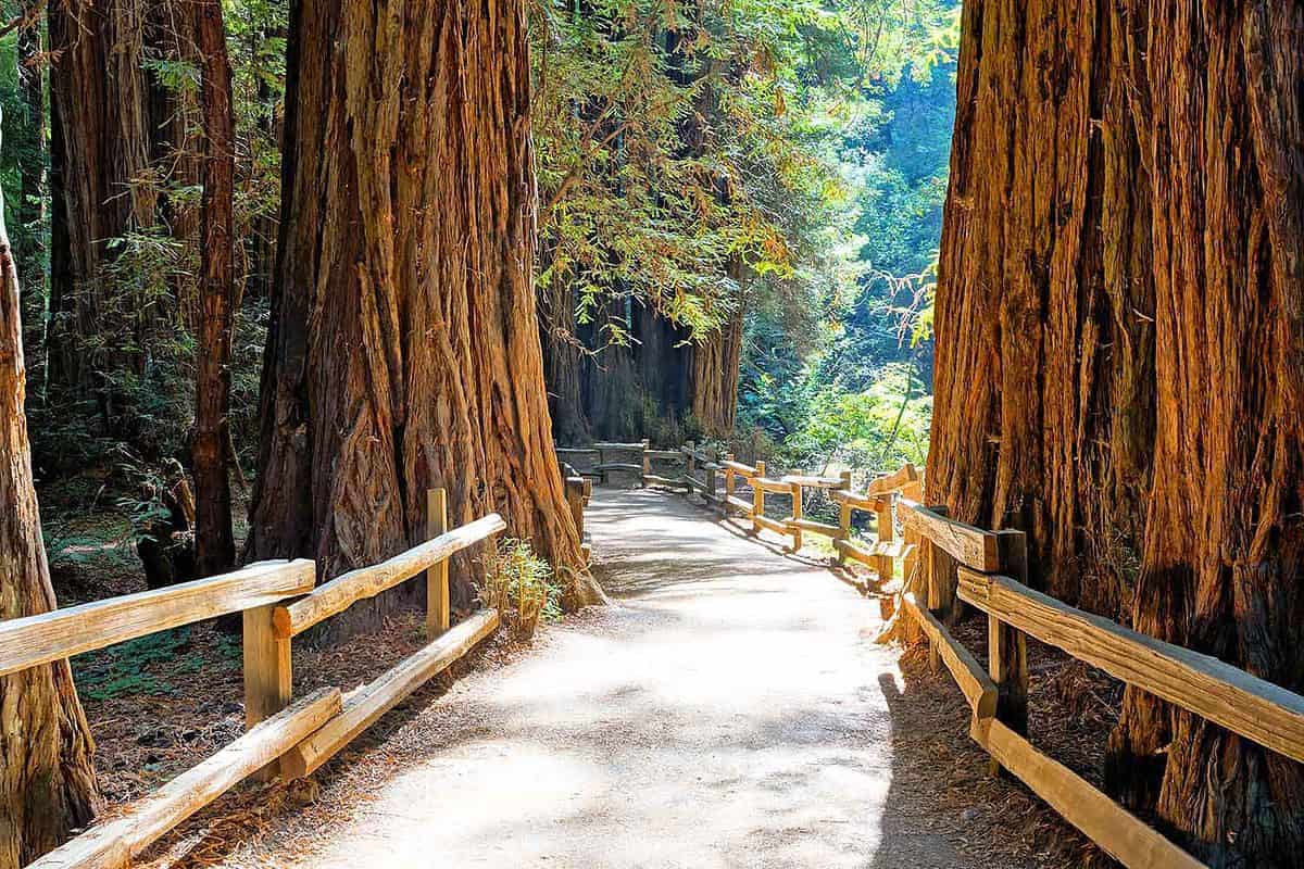 Giant redwood trees | Muir Woods, San Francisco