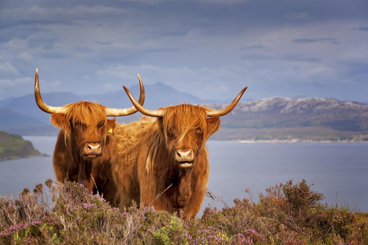 Two brown shaggy highland cattle on a hillside