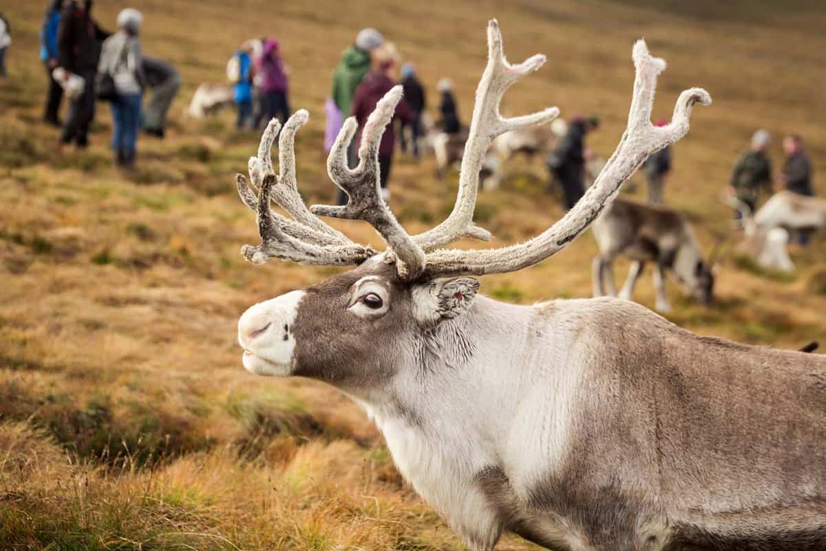 Close up of a reindeer on the mountain, with tour group walking in the distance behind