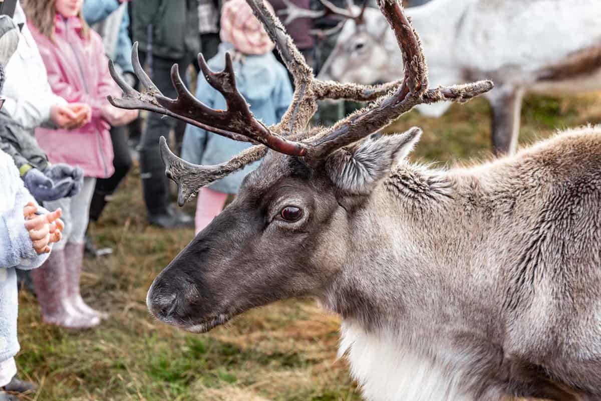 Close up of a reindeer being fed by a group of children