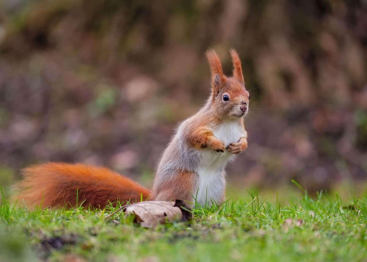 A red squirrel close up looking at the camera