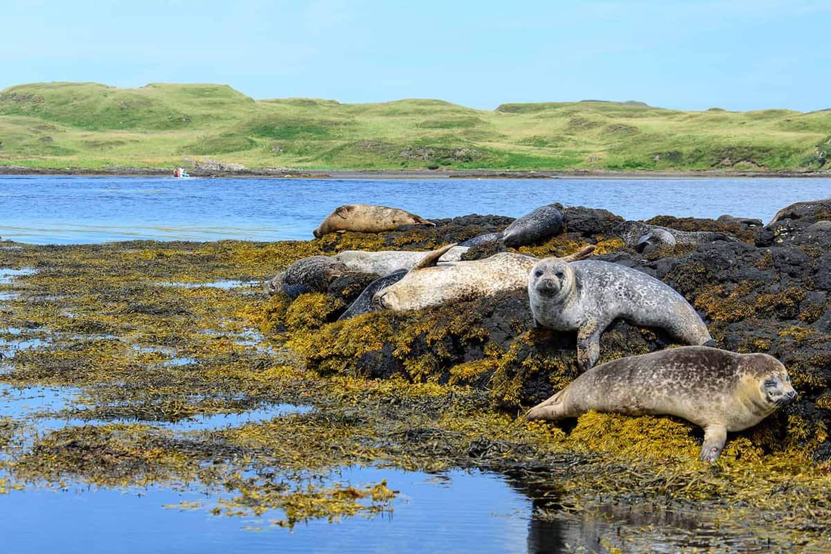 Seals lounging on the nearby shore near Dunvegan Castle