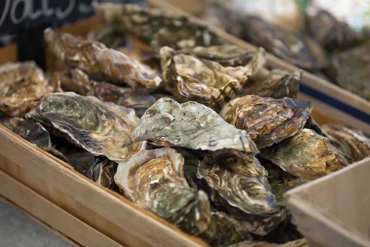 The Oyster Shed
