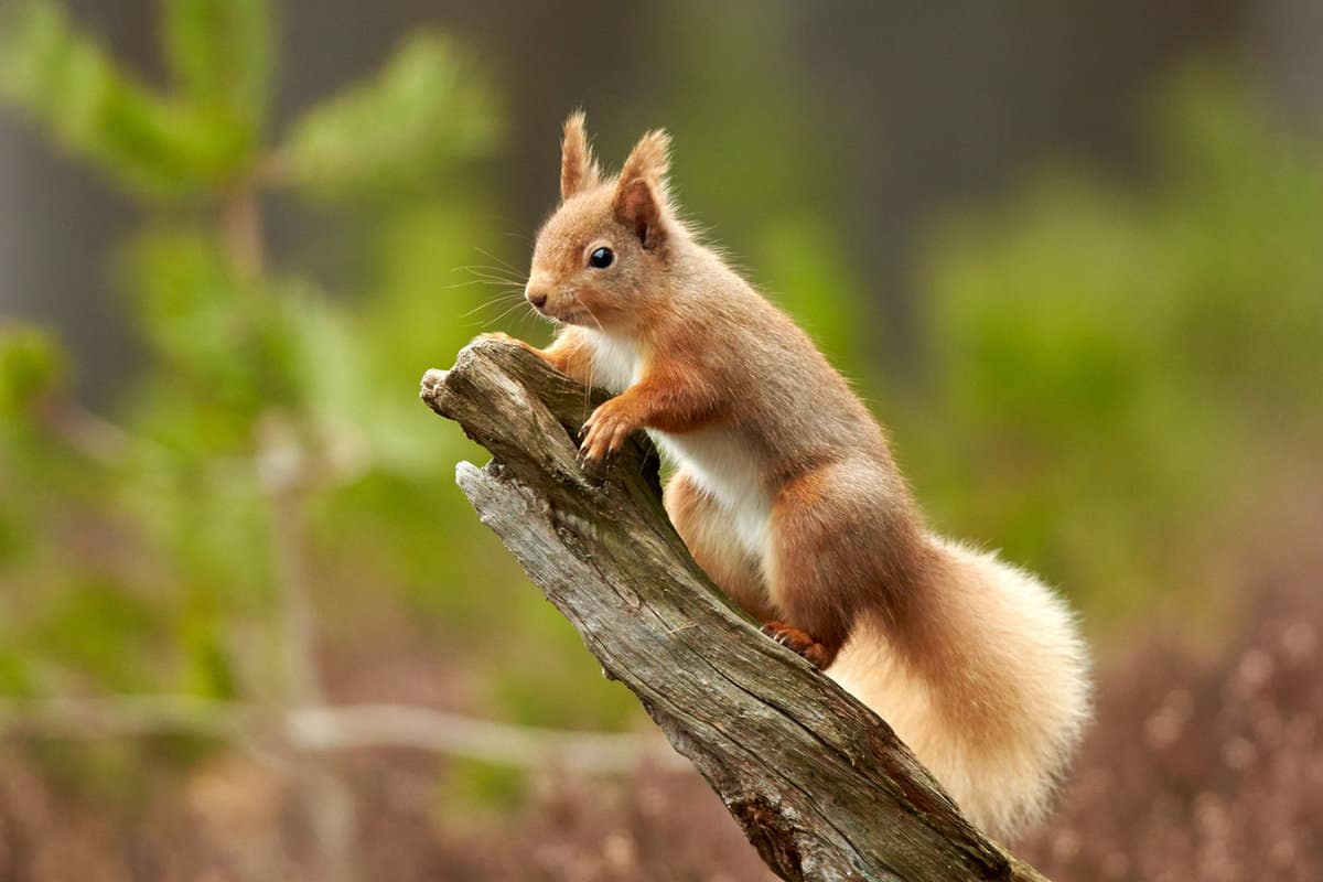 Close up of a red squirrel on a branch