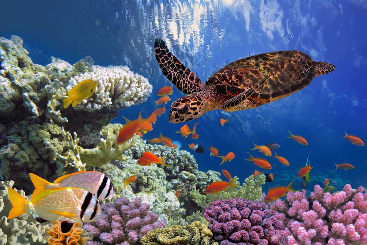 Close up of a turtle on a bright coral reef