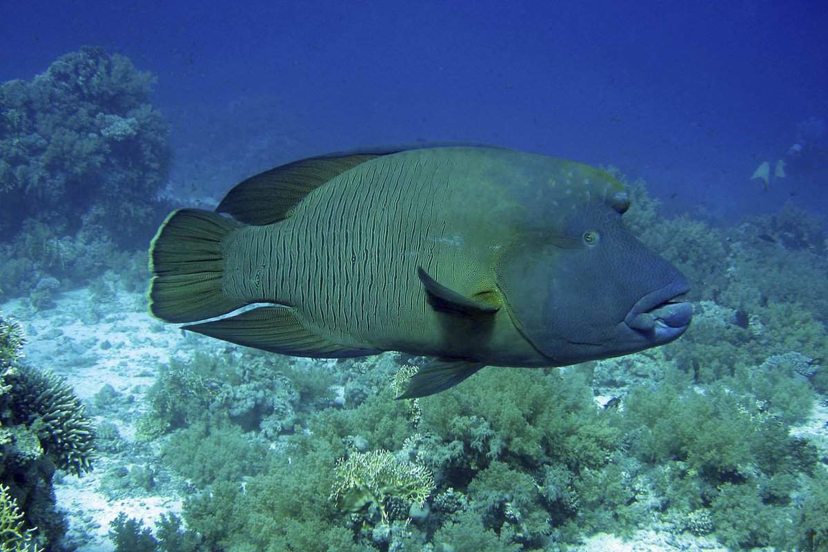 Napoleonfish, Ras Mohammed, Egypt