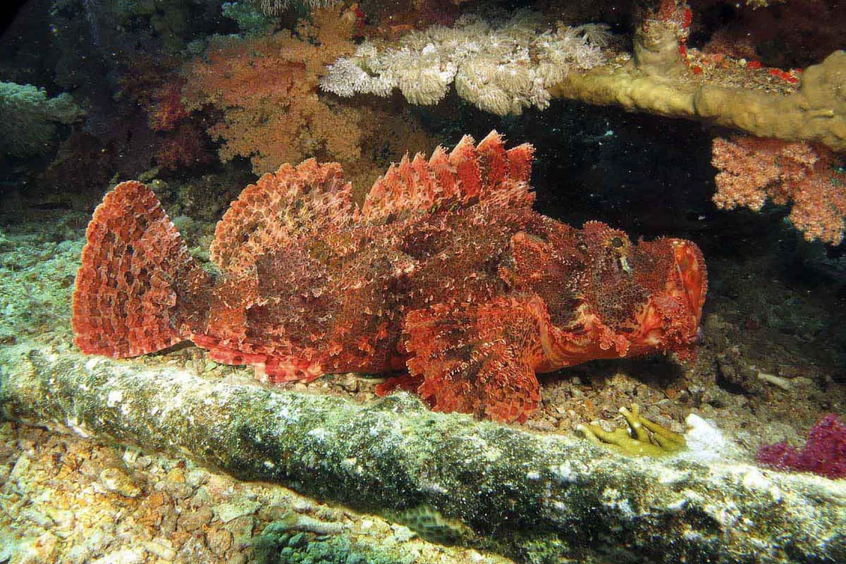 Smallscalle scorpionfish (Scorpaenopsis oxycephalla) resting in the the Yolanda "wreck". Ras Mohamed, Sharm el Sheikh, Red sea, Egypt.