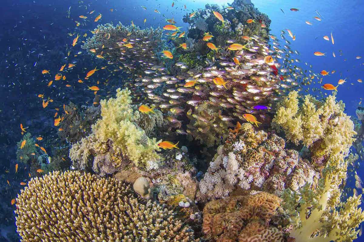 Coral bommie with schooling reef fish (Ras Mohammed, Red Sea, Sharm El Sheikh, Egypt)