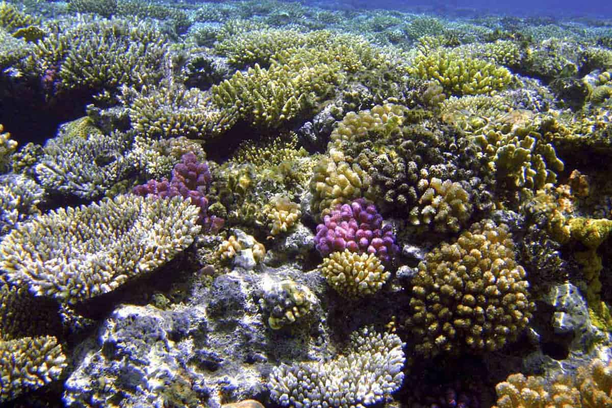 Corals on the Ras Mohammed reef