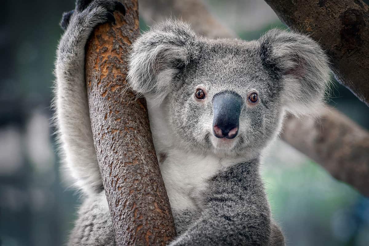 A close-up of a koala hugging a tree.