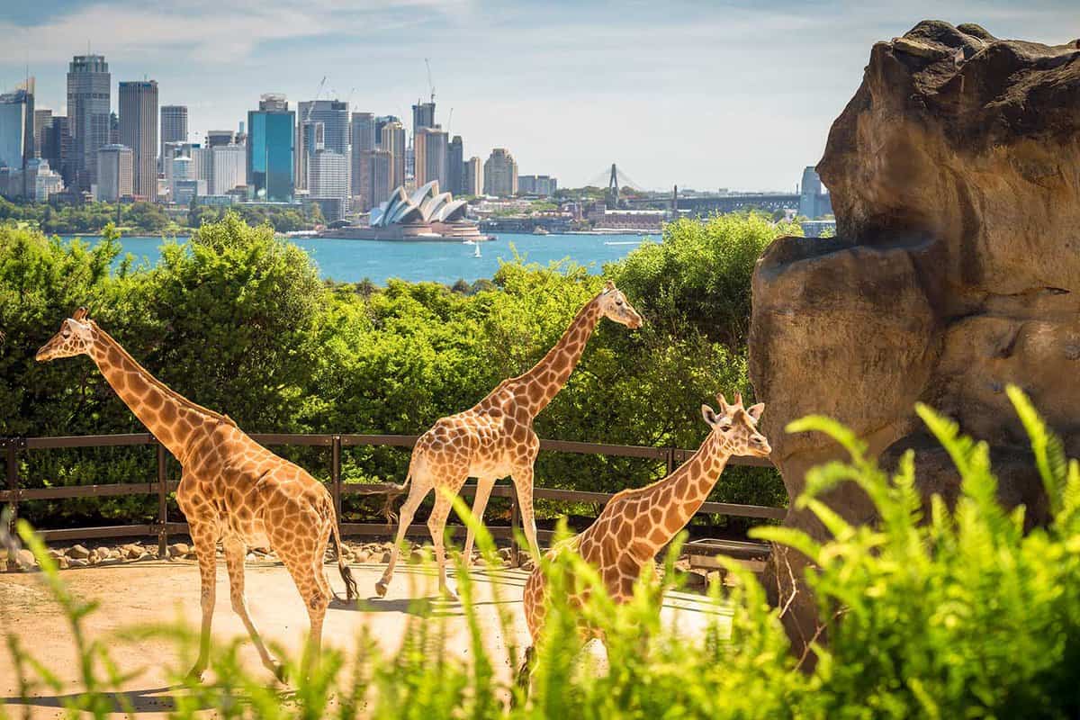 Three giragges with a backdrop of the city skyline.