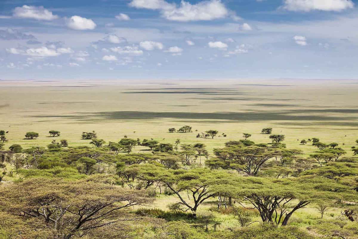 view over vast plains of the Serengeti, Tanzania, Africa