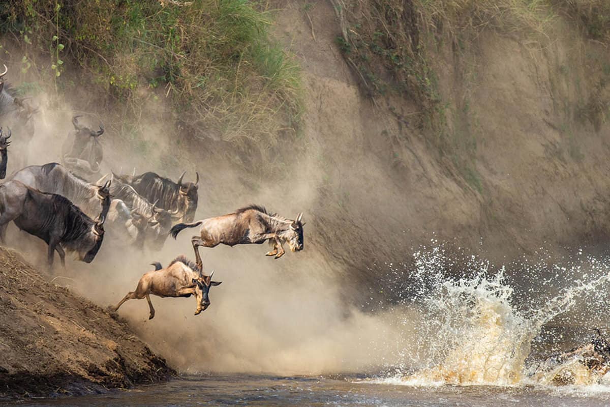 close up of wildebeest jumping into the river