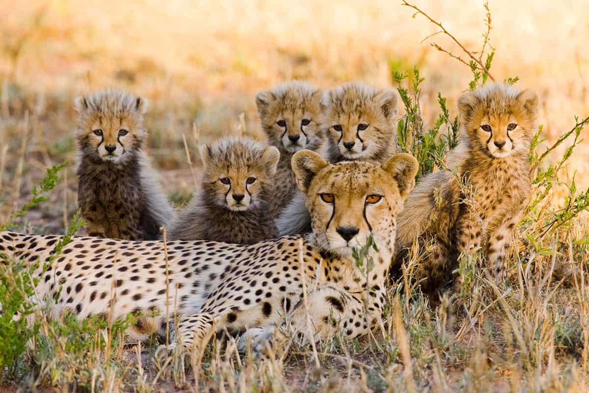 Mother cheetah and her cubs in the savannah