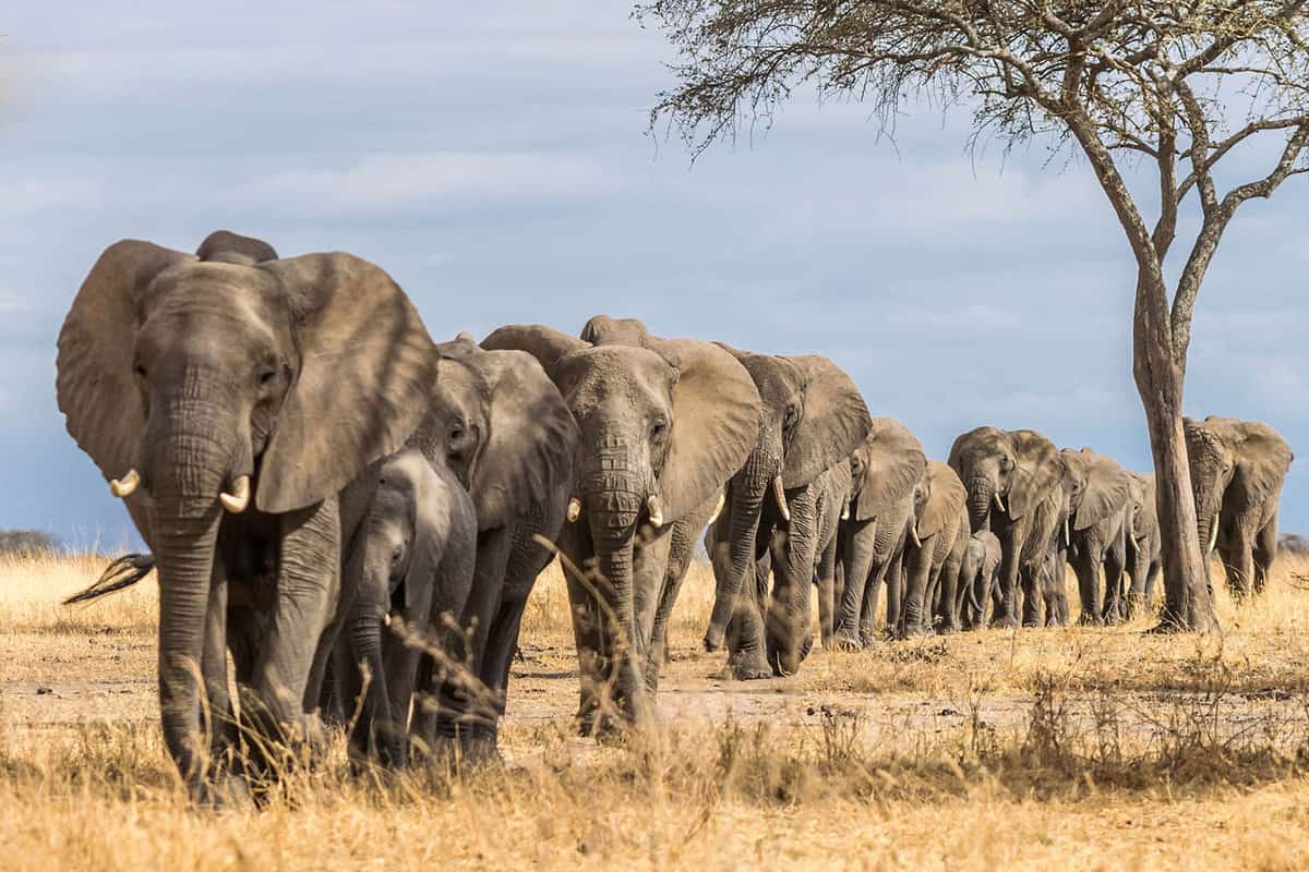 heard of elephants walking in a line through dry savannah