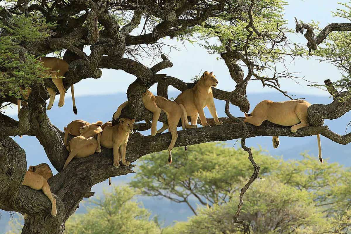 pride of lions lounging in a tree