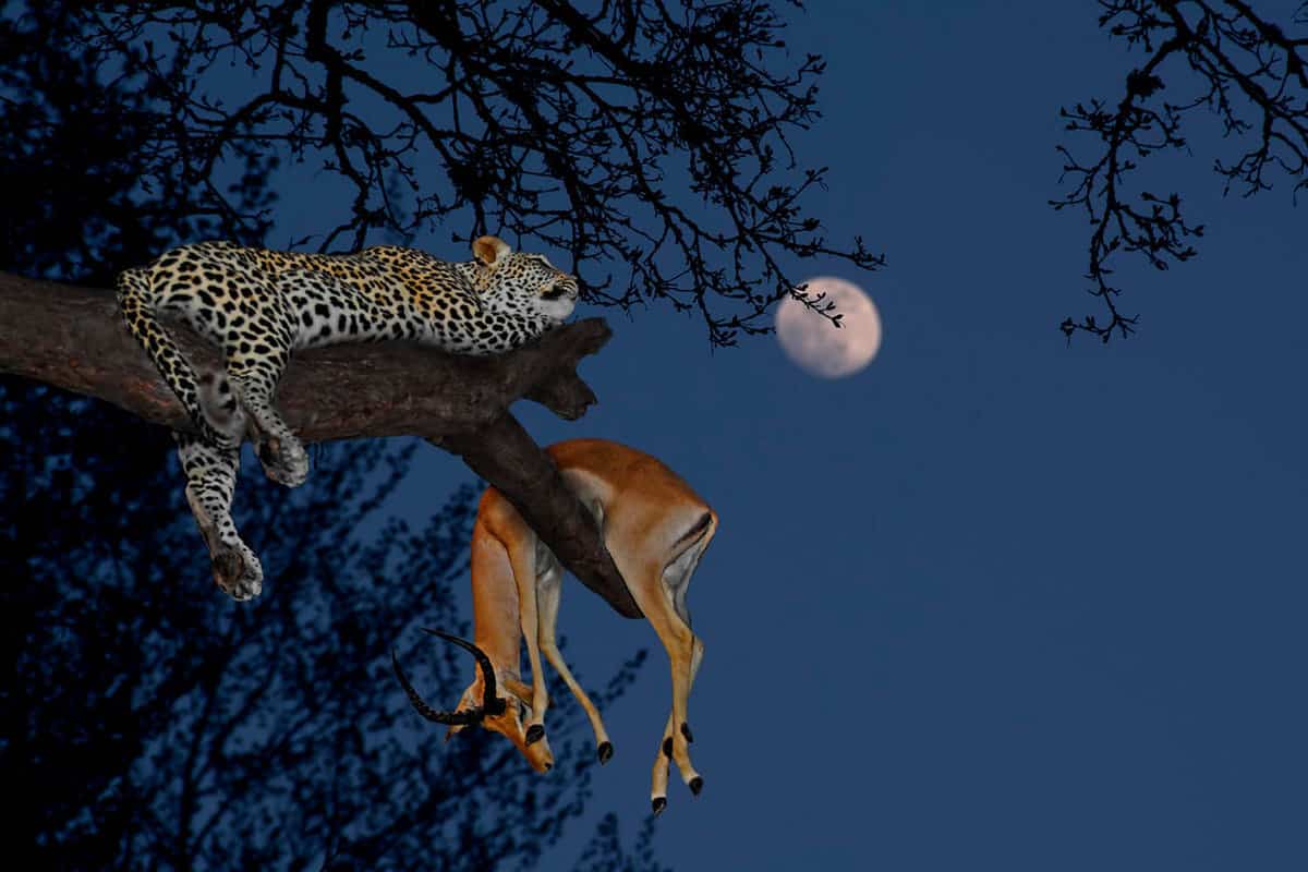 leopard in tree with impala kill