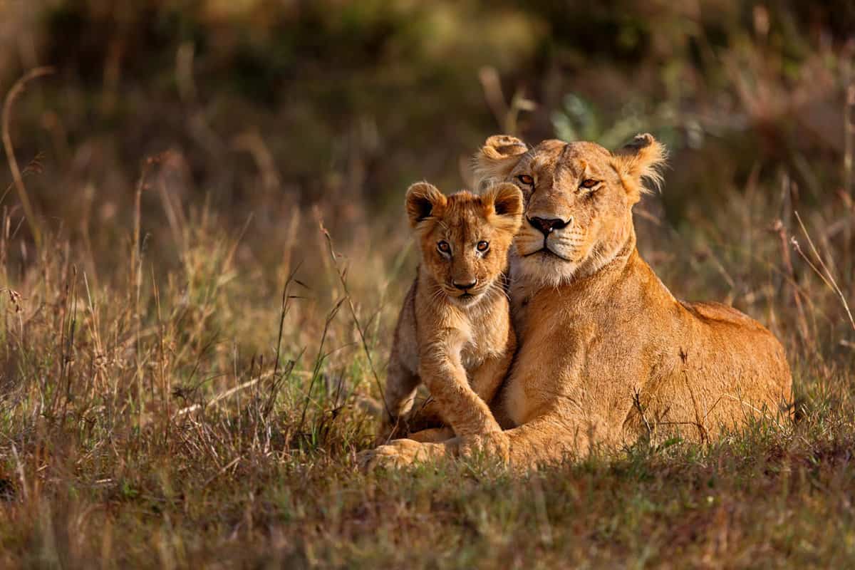 mother lion with cub close up