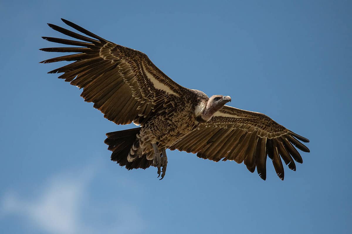 vulture flying in sky from below