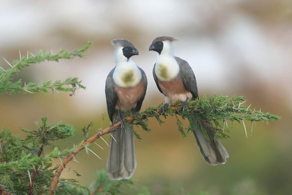 two birds sitting on a branch
