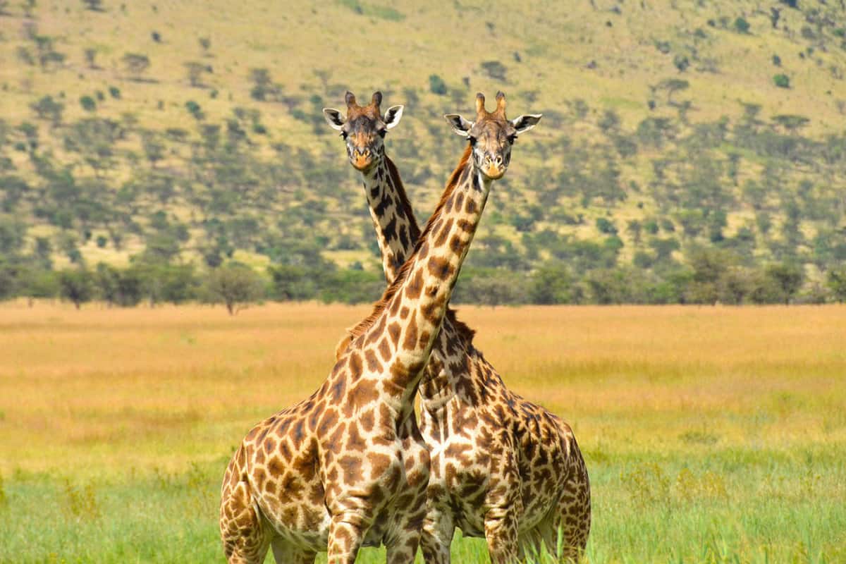 two giraffes crossing necks with savannah behind