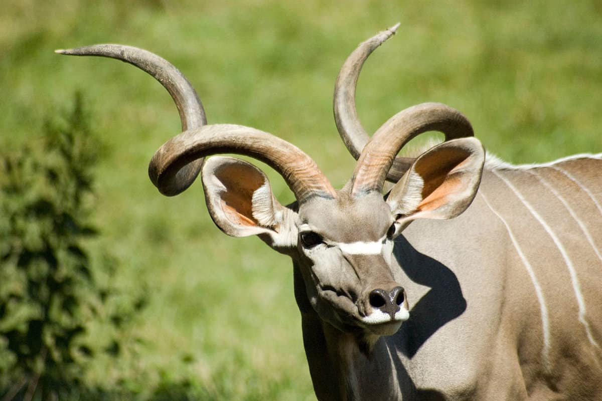 close up of big male with enormous curving horns