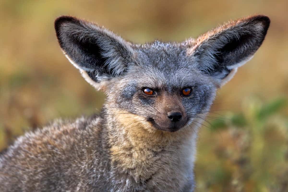 close up of bat eared foxes face