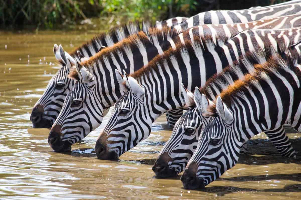 close up of 6 zebra heads drinking at a waterhole
