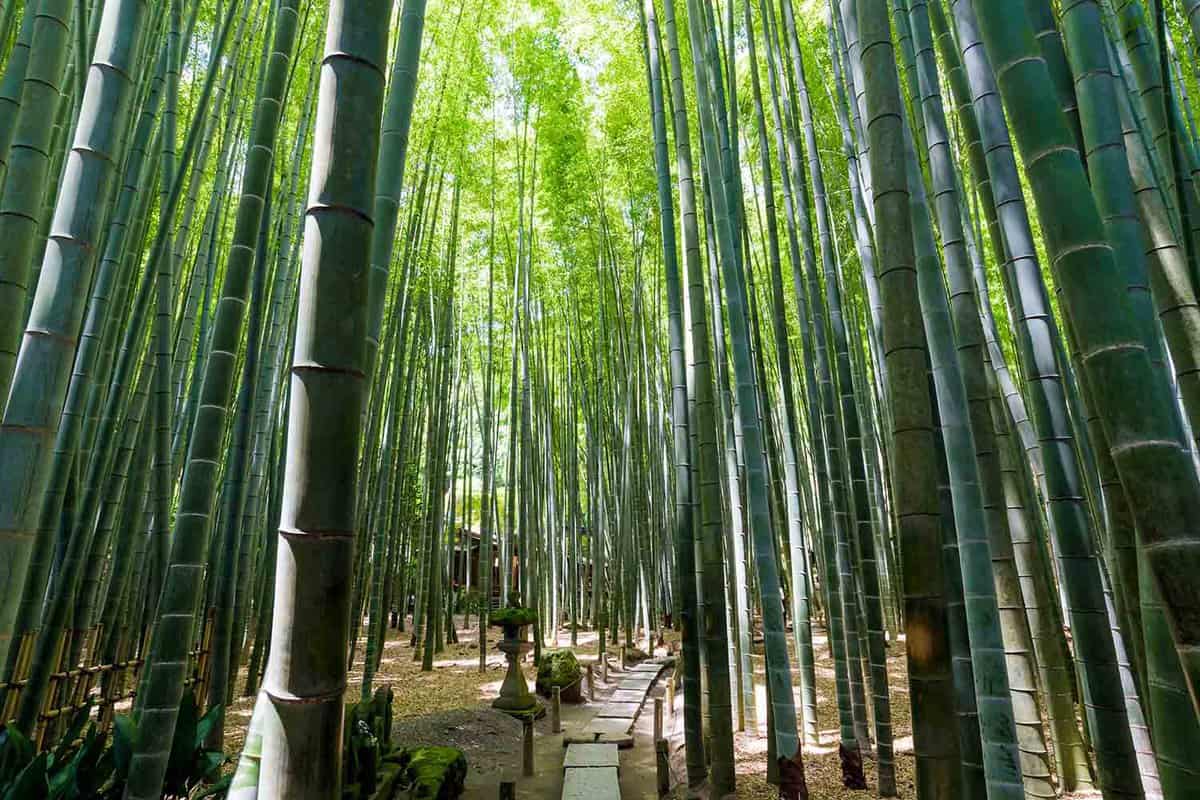 Bamboo Grove at Hokoku-ji Temple