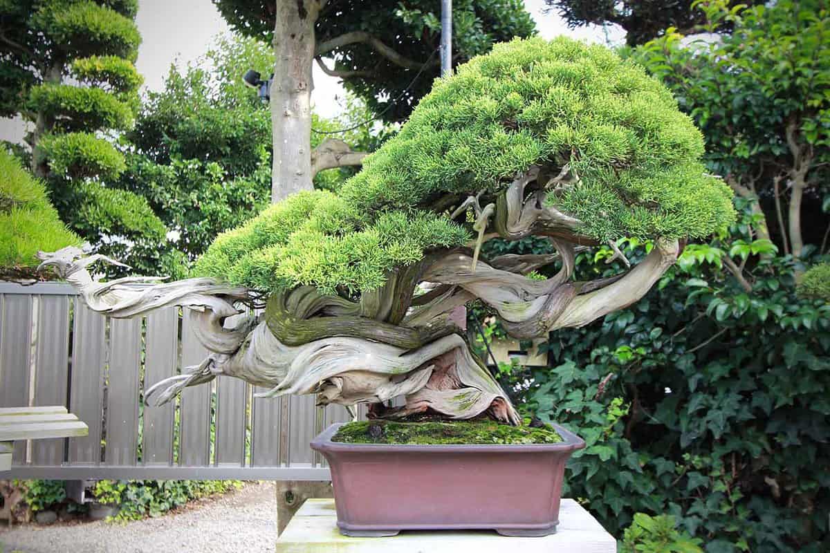 Bonsai art "Dancing Dragon" in japanese garden style